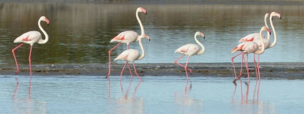 Rando-des-Aresquiers0004–CDRP34-flamingo